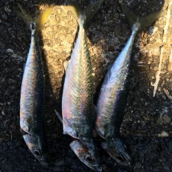 アジ釣れず終了